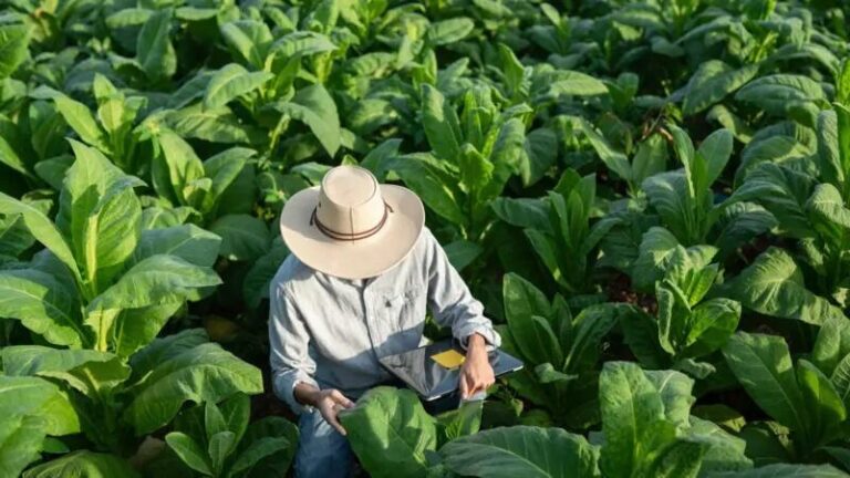 La cara buena del tabaco: cómo puede ayudar a curarnos en lugar de enfermarnos
