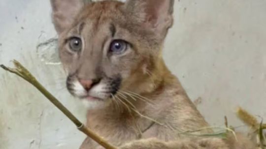 Te presentamos a Sambi, la nueva habitante de la Reserva Proyectó Carayá