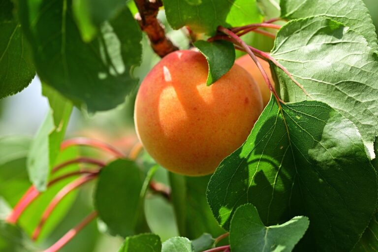 La fruta rica en vitamina A que favorece la visión y fortalece el cabello