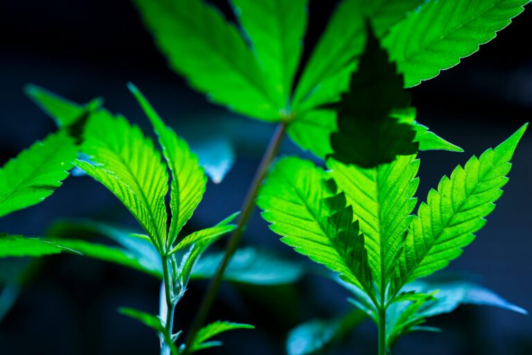 Día del Consumo de Cannabis: por qué se celebra hoy y cuál es el significado de 420