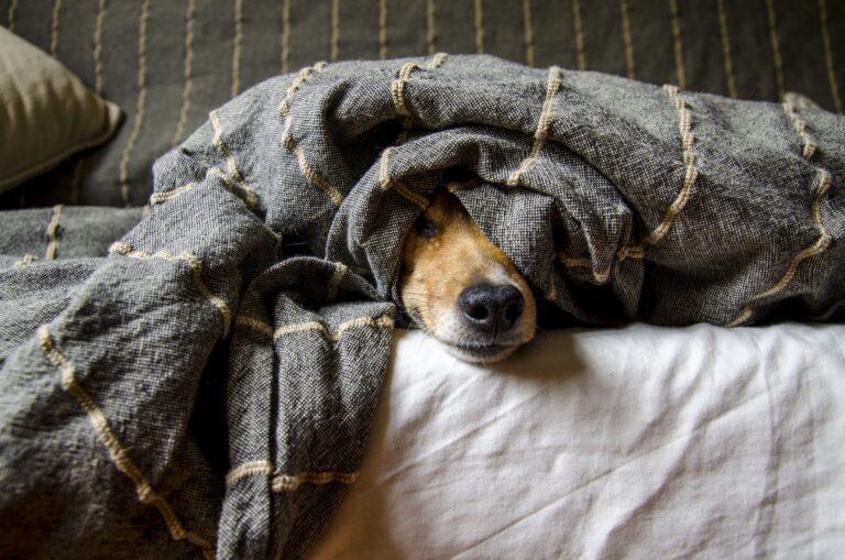 Las recomendaciones para que tu perro no sienta frío, según especialistas