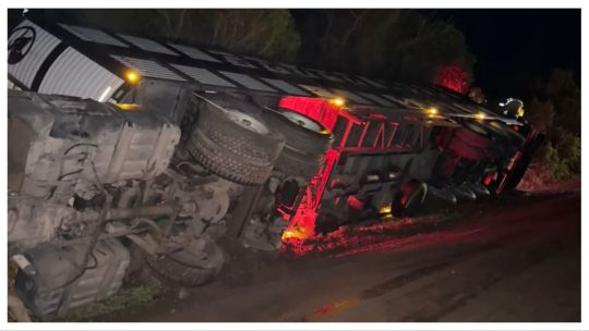 Vecinos de Morteros faenaron decenas de vacas tras el vuelco de un camión