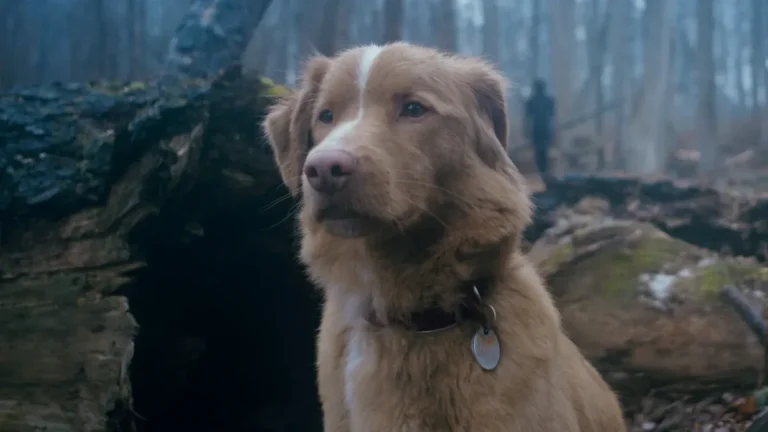 «Good Boy», así es la película de terror contada desde la perspectiva de un perro