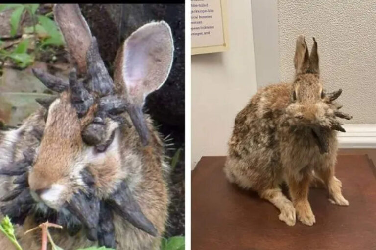 Crece la preocupación en Estados Unidos por la aparición de conejos con tentáculos