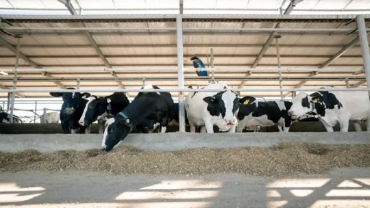 Argentina lidera la producción global de leche: Tiene un potencial tremendo para el mercado internacional