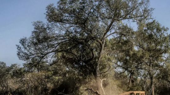El quebracho colorado está cerca de desaparecer por culpa del desmonte y de la tala