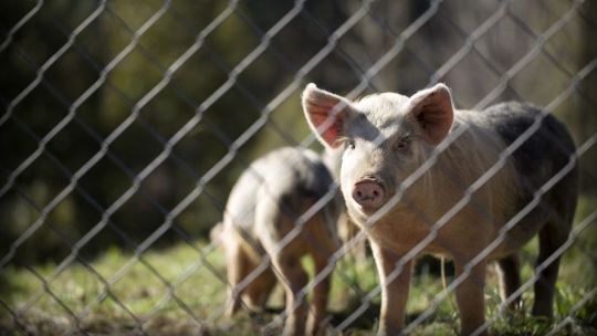 Aparecieron chanchos salvajes caminando por Nordelta y vecinos expresaron preocupación por animales sueltos en las calles