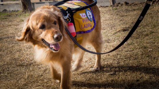 Convocan a familias para formar futuros perros guía